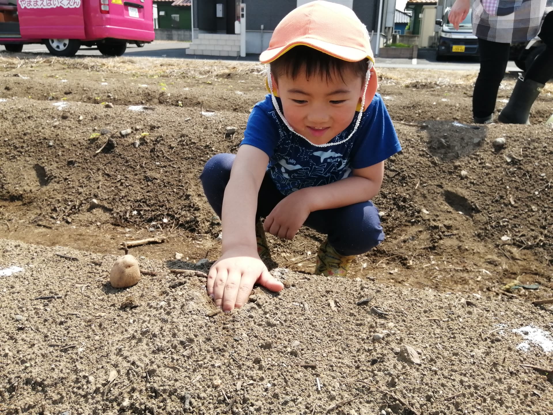 じゃがいも植えをするこども